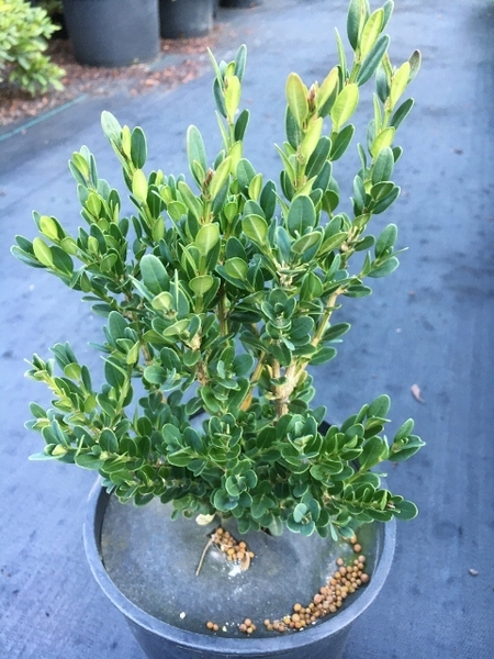 Buxus sempervirens 'Justin Brouwers' | Deciduous & Evergreen Shrubs