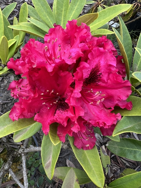 Rhododendron 'Max Sye' | Rhododendrons (Hybrids & species)