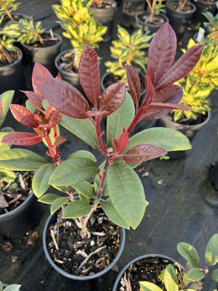 Rhododendron 'Black Adder' | Rhododendrons (Hybrids & species)