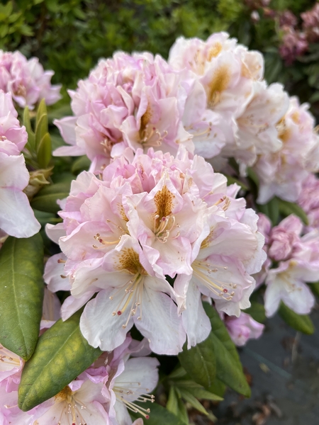 Rhododendron 'Genovena' | Rhododendrons (Hybrids & species)