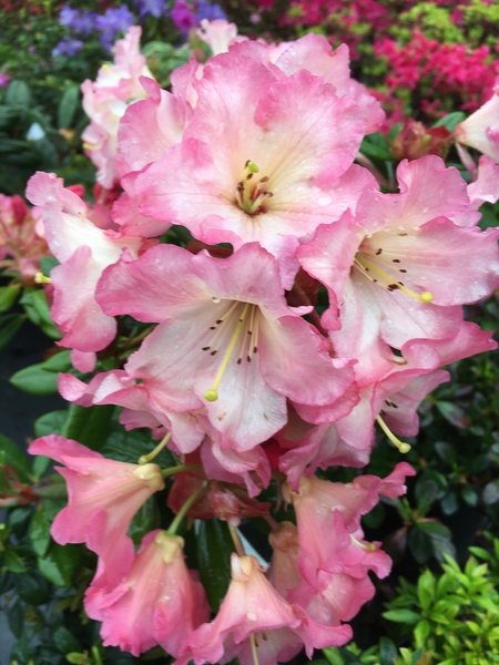 Rhododendron 'Camel Rock' | Rhododendrons (Hybrids & species)