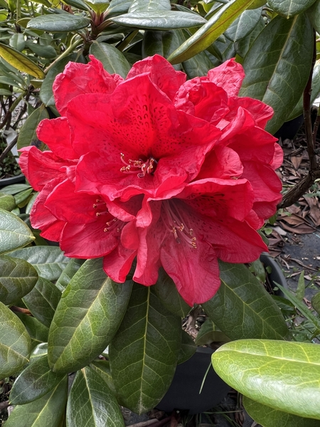 Rhododendron 'Candy Apple Red' | Rhododendrons (Hybrids & species)