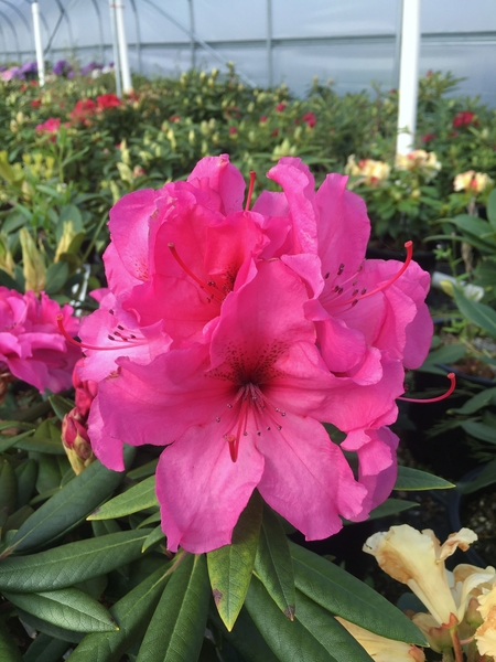 Rhododendron 'Creole Bell' | Rhododendrons (Hybrids & species)