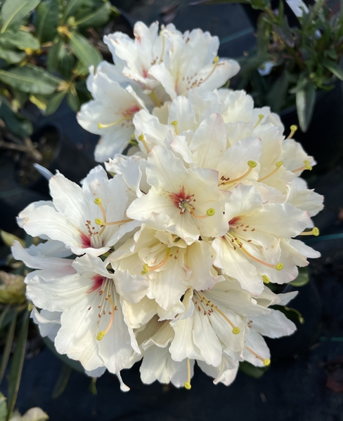 Rhododendron 'Sparkling Stars' | Rhododendrons (Hybrids & species)