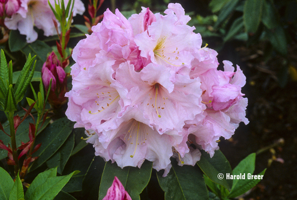 Rhododendron 'Van Ness Sensation' | Rhododendrons (Hybrids & species)