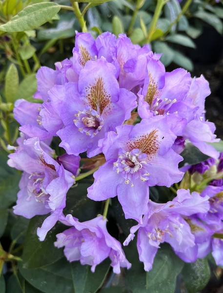 Rhododendron 'Fastuosum Flore Pleno' | Rhododendrons (Hybrids & species)