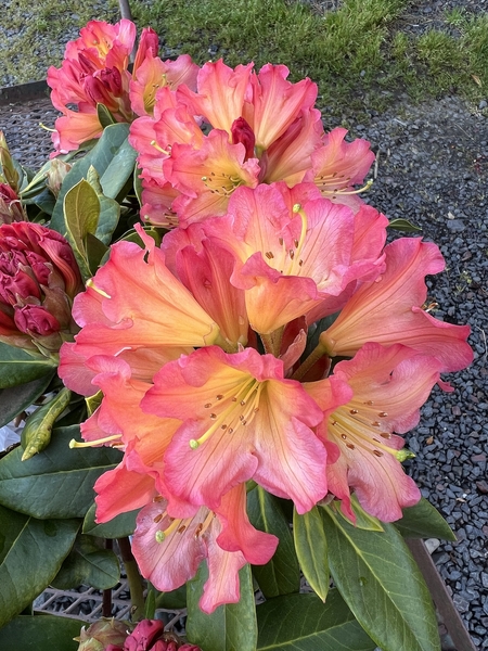 Rhododendron 'Unique Marmalade' | Rhododendrons (Hybrids & species)