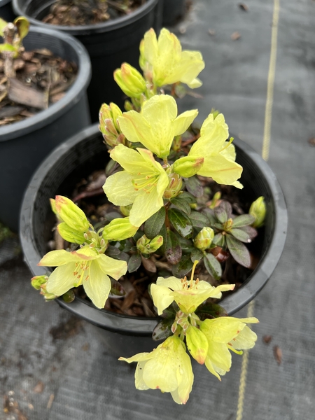 Rhododendron 'Wren' | Rhododendrons (Hybrids & species)