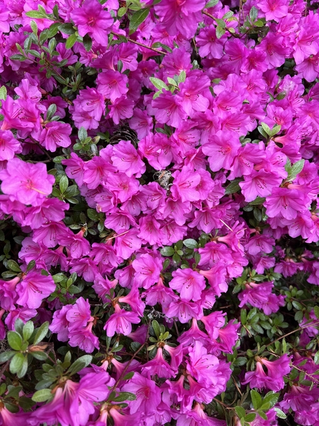 Rhododendron kiusianum 'Murasaki Shikibu' | Rhododendrons (Hybrids & species)