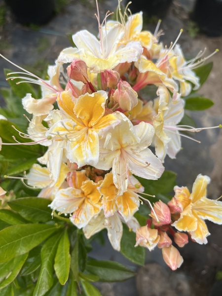 Rhododendron occidentale 'Crescent City Gold' | Deciduous Azaleas