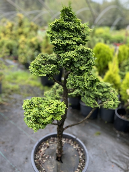 Chamaecyparis obtusa 'Kosteri' (garden bonsai) | Standards