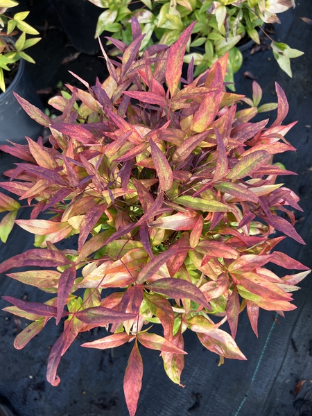 Nandina domestica 'Firepower' | Deciduous & Evergreen Shrubs