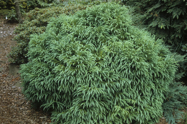 Cryptomeria japonica 'Globosa Nana' | Conifers