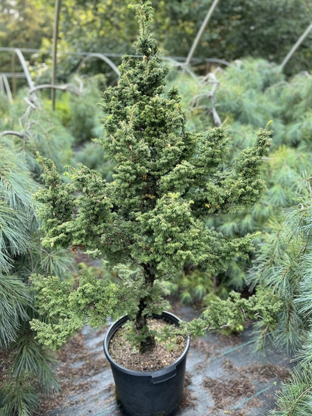 Tsuga heterophylla 'Iron Springs' (cultured) | Conifers