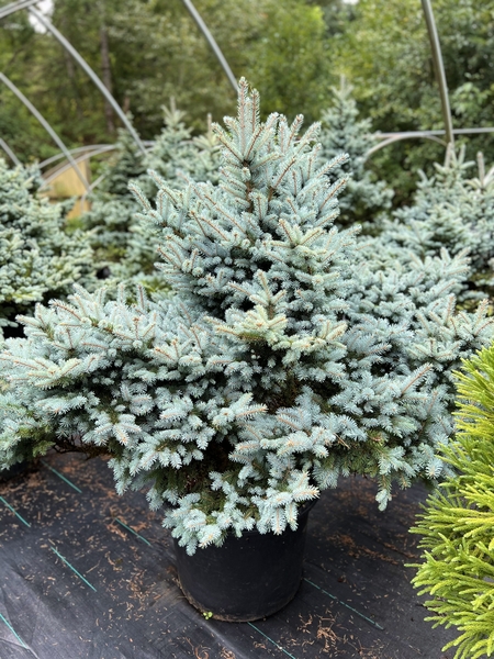 Picea pungens 'Egyptian Pyramid' | Conifers