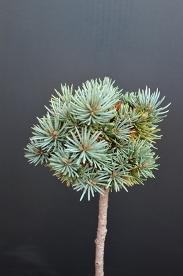 Picea pungens 'Brynek' | Standards
