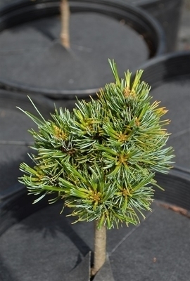 Pinus parviflora 'Catherine Elizabeth' | Standards