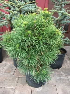 Pinus sylvestris 'Moseri' | Conifers