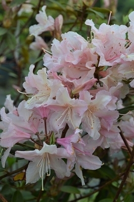 Rhododendron 'Brittany' | Rhododendrons (Hybrids & species)