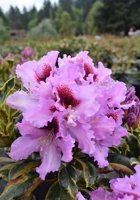 Rhododendron 'Kabarett Variegated' | Rhododendrons (Hybrids & species)