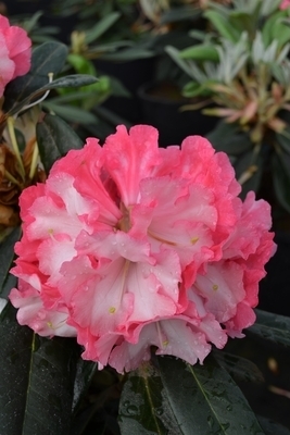 Rhododendron 'Pink Pinwheels' | Rhododendrons (Hybrids & species)