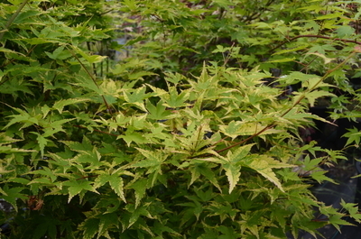 Image Acer palmatum 'Sagara nishiki'