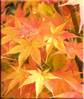 Image Acer palmatum 'Winter Flame'