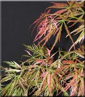 Image Acer palmatum dissectum 'Toyama nishiki'