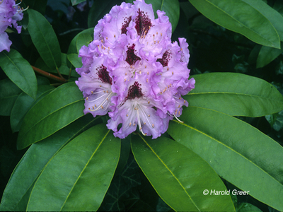 Image Rhododendron 'Blue Peter'