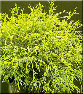 Image Chamaecyparis pisifera filifera 'Golden Mops'