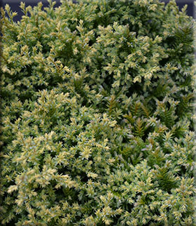 Image Chamaecyparis pisifera 'Plumosa Compressa Aurea'