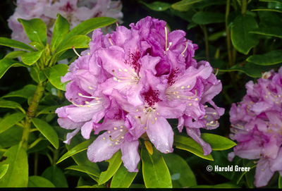 Image Rhododendron 'Cheer'