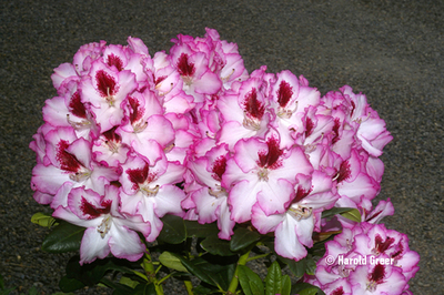Image Rhododendron 'Cherry Cheesecake'