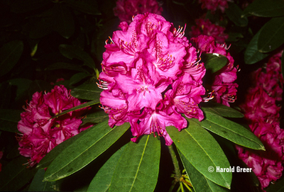 Image Rhododendron 'Cynthia'