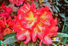Image Rhododendron 'Dad's Indian Summer'