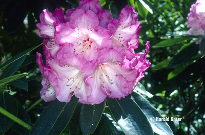 Image Rhododendron 'Dame Nelly Melba'