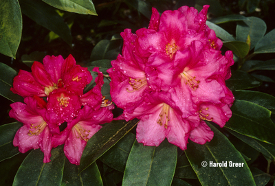 Image Rhododendron 'Denali'