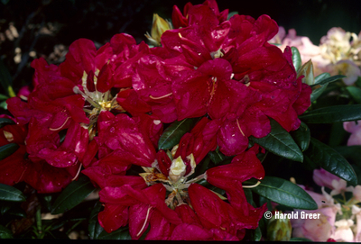 Image Rhododendron 'Fred Peste'
