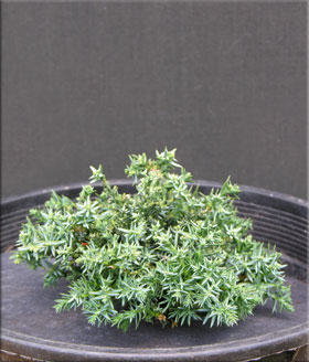 Image Juniperus horizontalis 'Blue Pygmy'