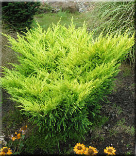 Image Juniperus horizontalis 'Lime Glow'