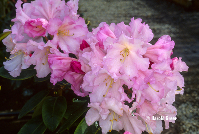 Image Rhododendron 'Misty Moonlight'