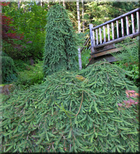 Image Picea abies 'Pendula'