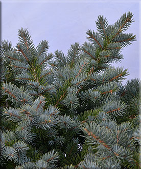 Image Picea pungens 'Egyptian Pyramid'