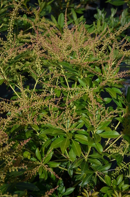 Image Pieris japonica 'Grayswood'