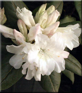 Image Rhododendron 'Dora Amateis'
