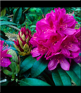 Image Rhododendron 'Anah Kruschke'