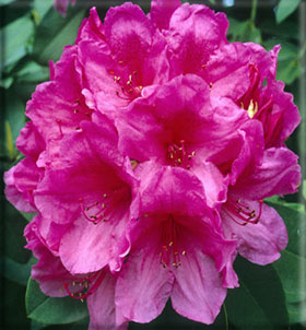Image Rhododendron 'Anna Rose Whitney'