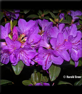 Image Rhododendron 'Barto Alpine'