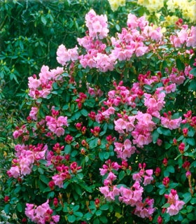 Image Rhododendron 'Bow Bells'
