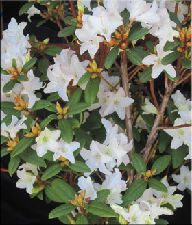 Image Rhododendron 'Donna Totten'
